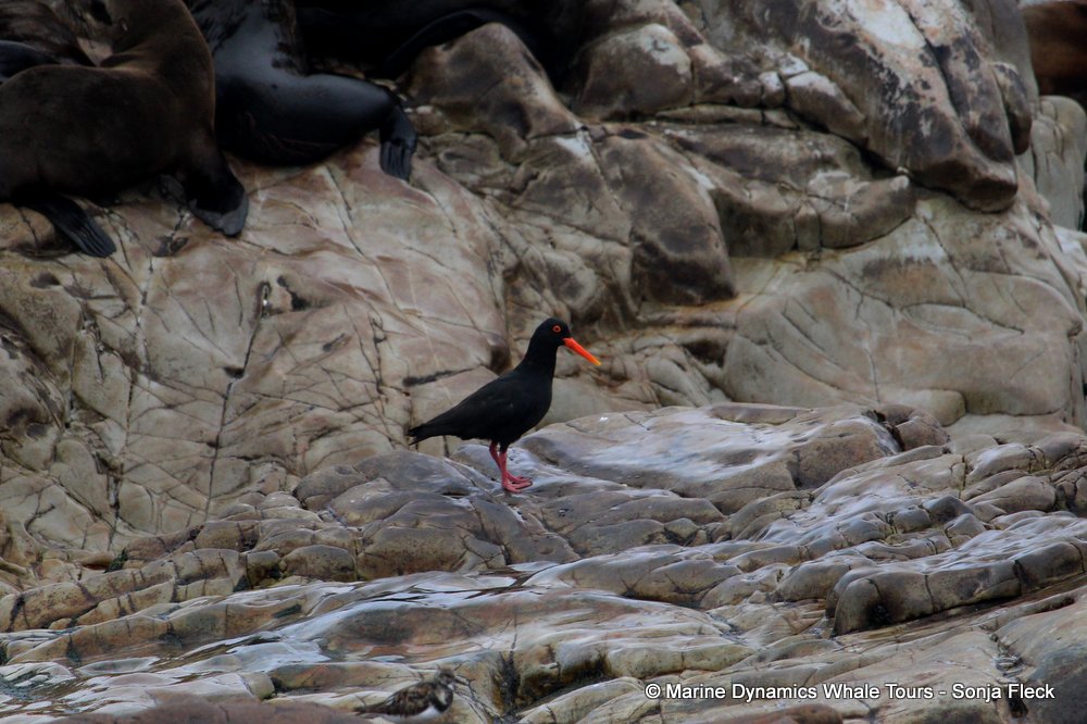 african oystercatcher, whale watching, gansbaai, south africa