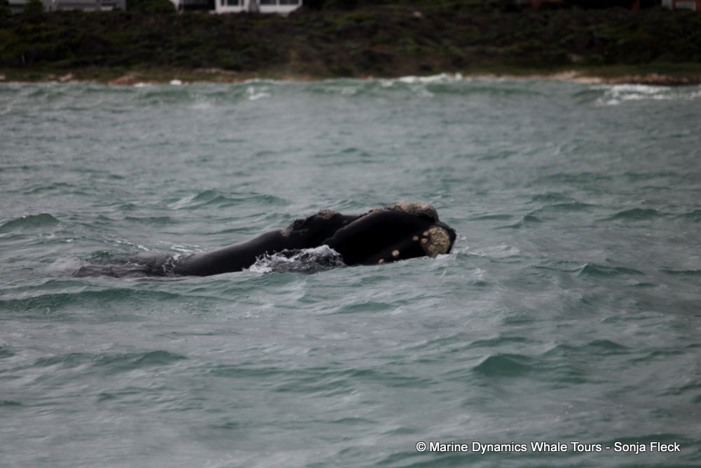 Southern right whale, whale watching, gansbaai, south africa,