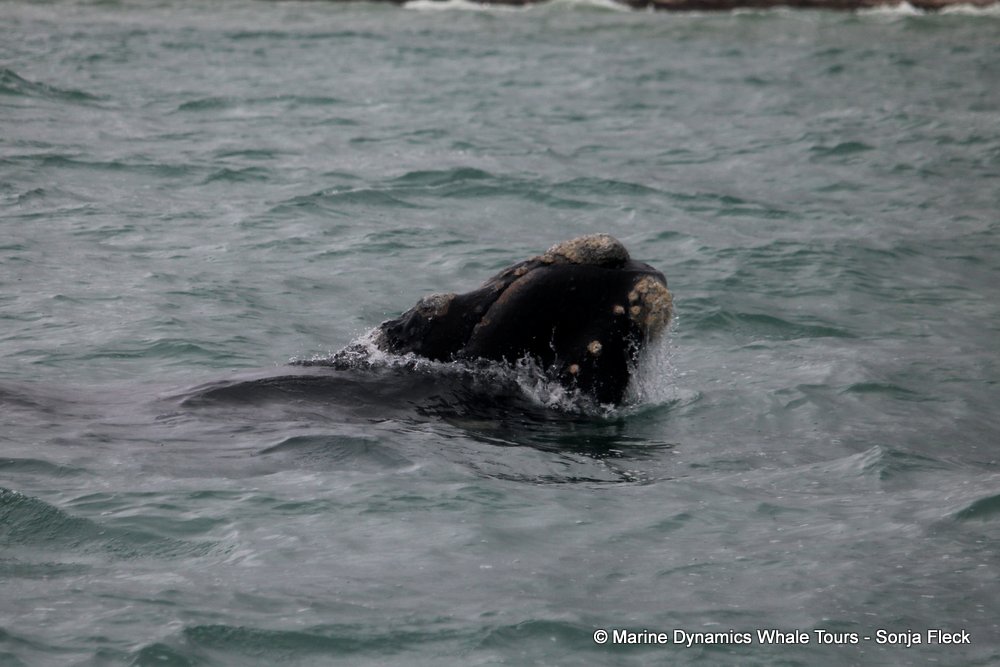 Southern right whale, whale watching, gansbaai, south africa,