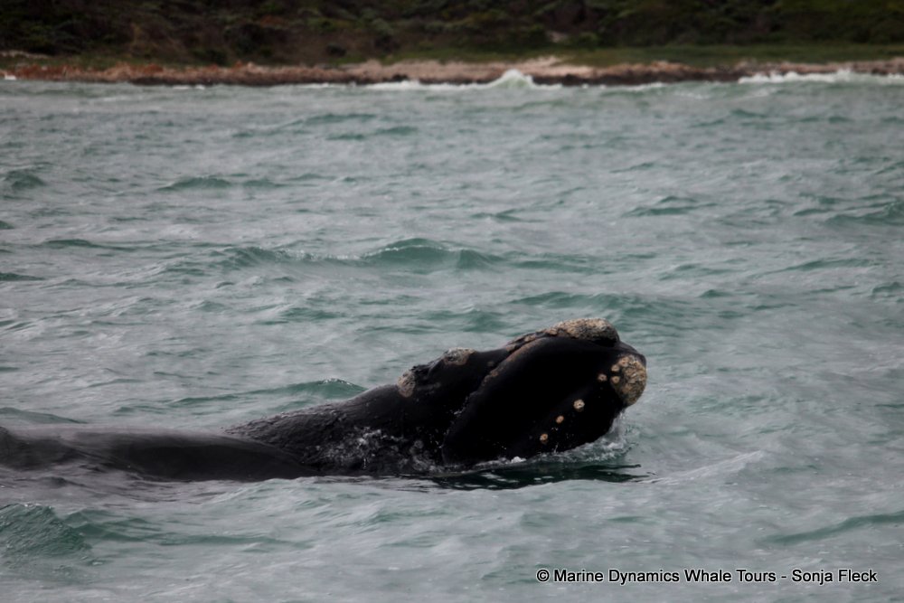 Southern right whale, whale watching, gansbaai, south africa,