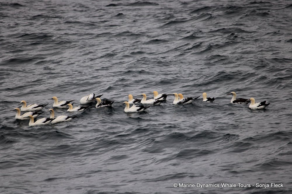 cape gannet, whale watching, gansbaai, south africa
