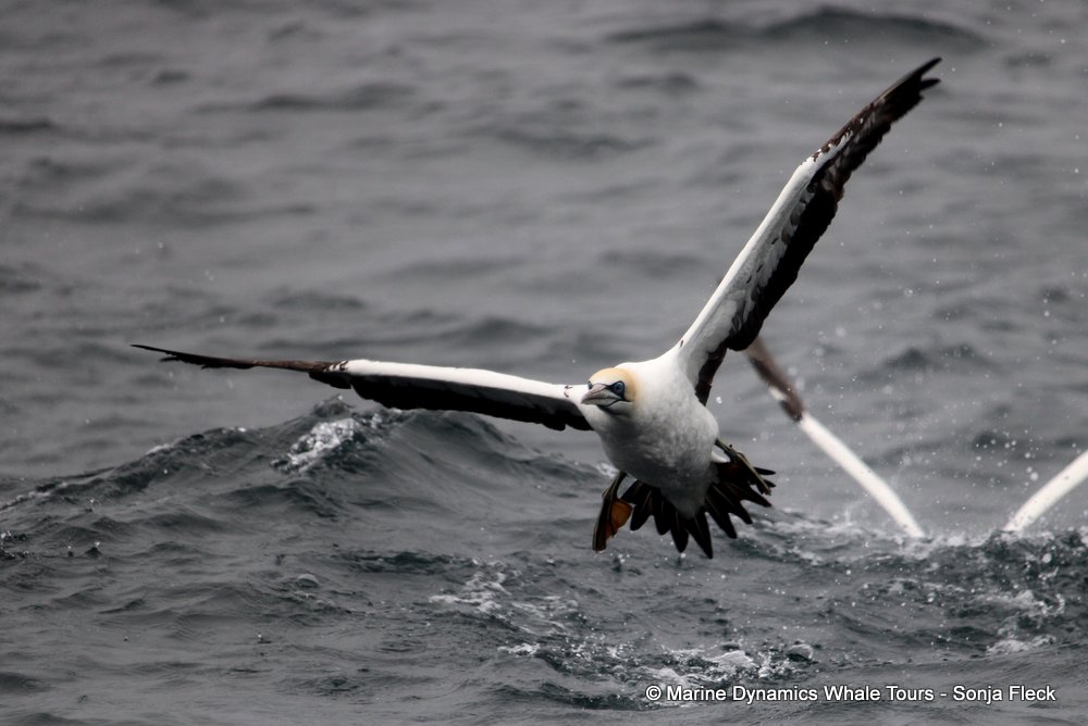 cape gannet, whale watching, gansbaai, south africa