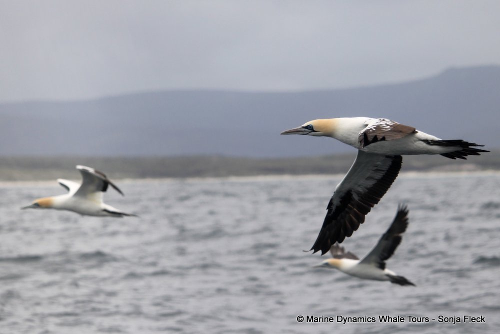 cape gannet, whale watching, gansbaai, south africa