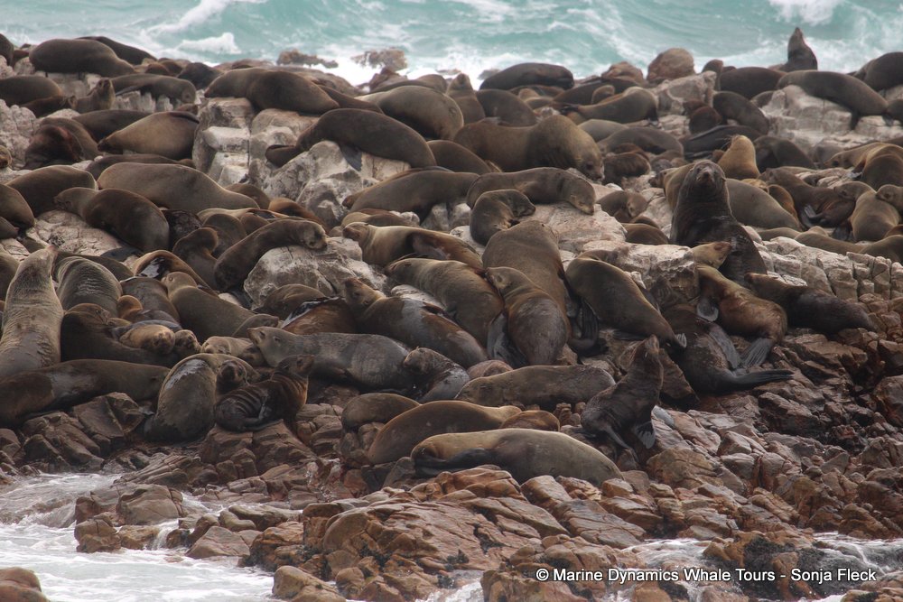 cape fur seal, whale watching, gansbaai, south africa