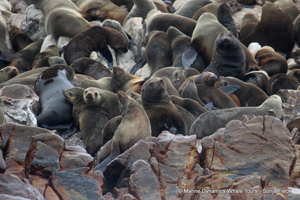 cape fur seal, whale watching, gansbaai, south africa
