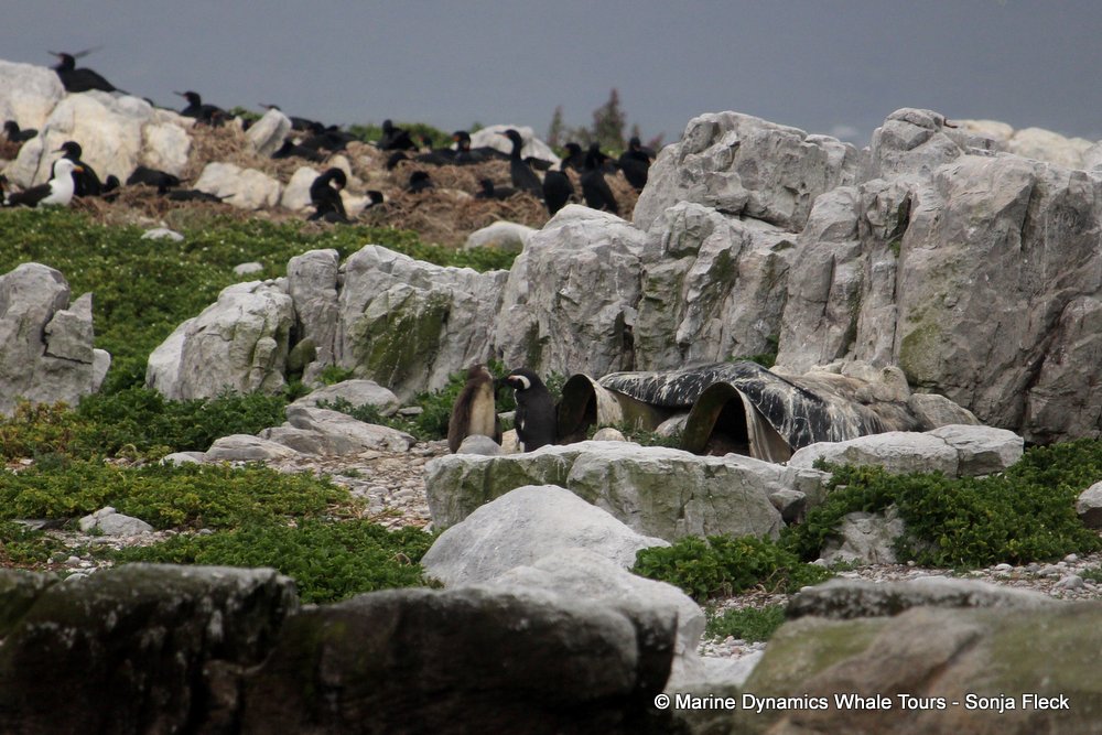 african penguin, whale watching, gansbaai, south africa