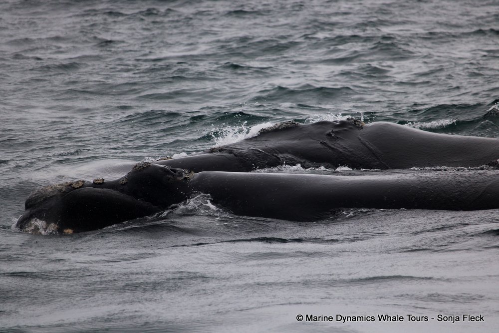 Southern right whale, whale watching, gansbaai, south africa,