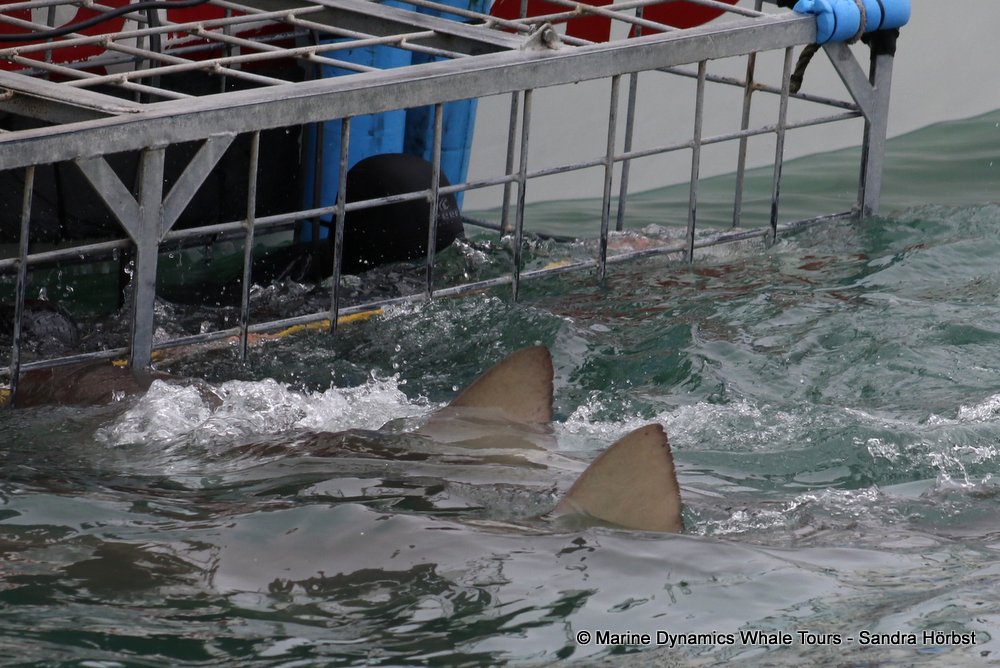 bronze whaler shark, whale watching, gansbaai, south africa,