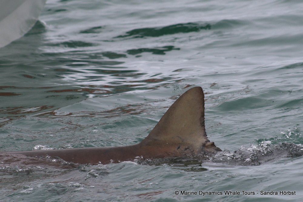 bronze whaler shark, whale watching, gansbaai, south africa,