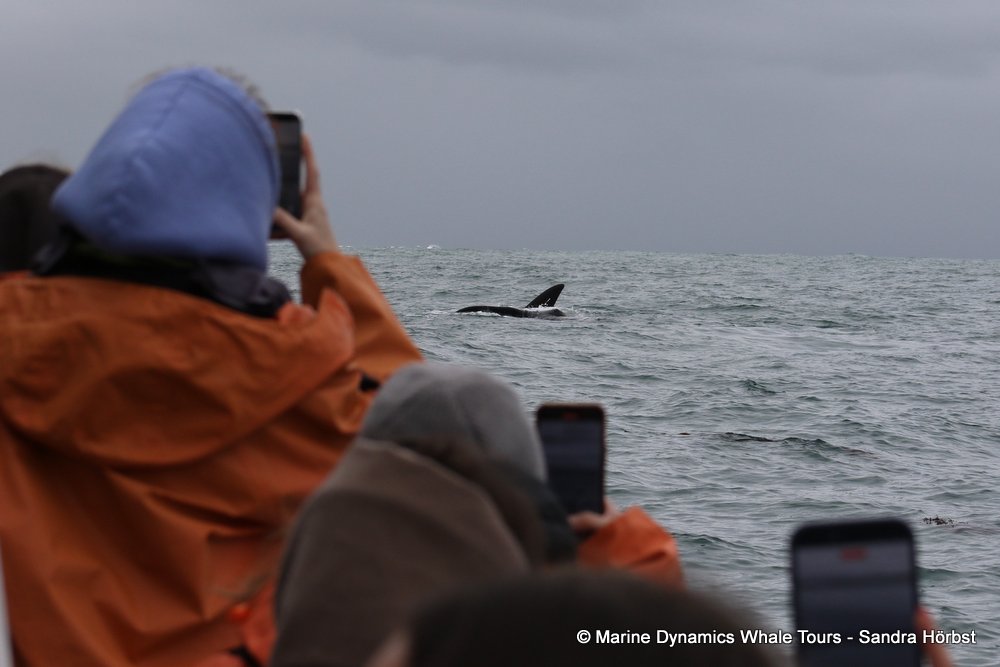 Southern right whale, whale watching, gansbaai, south africa,