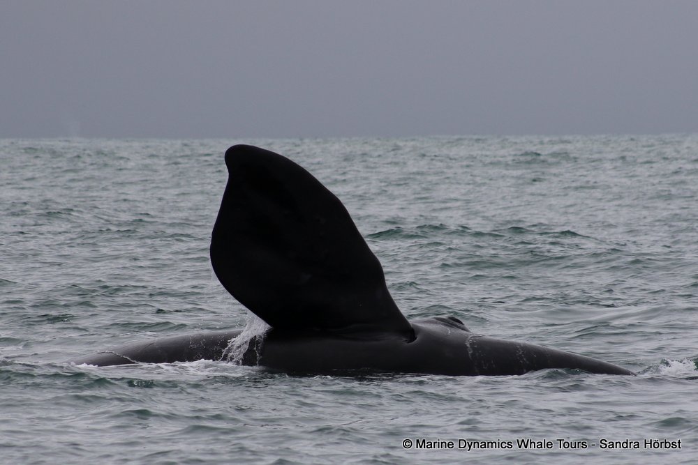 Marine Big 5 Daily Blog 17 October