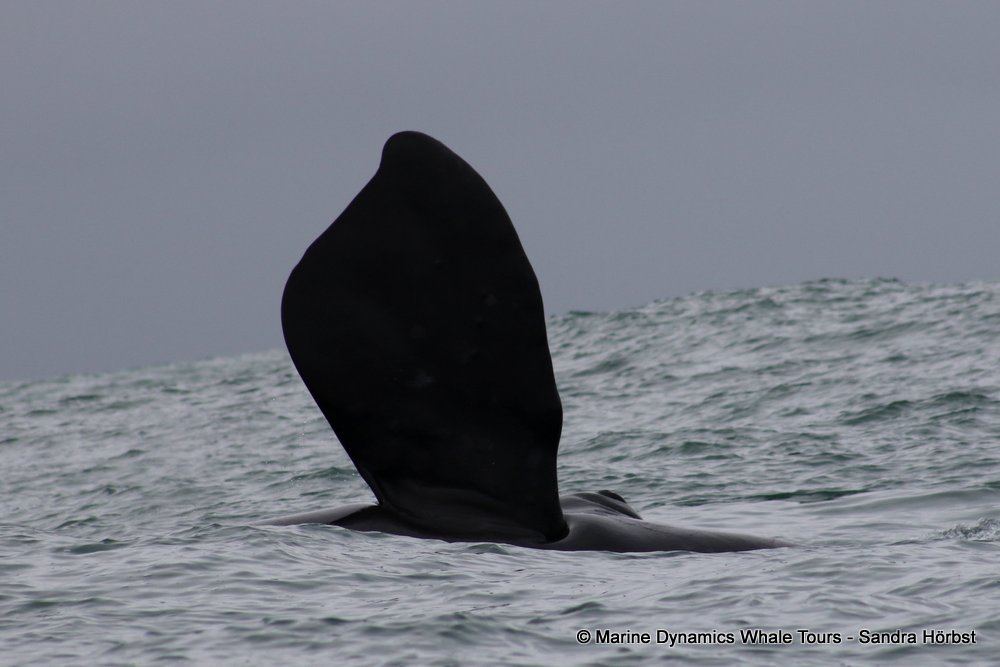 Southern right whale, whale watching, gansbaai, south africa,