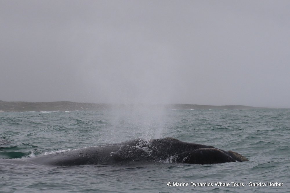 Southern right whale, whale watching, gansbaai, south africa,