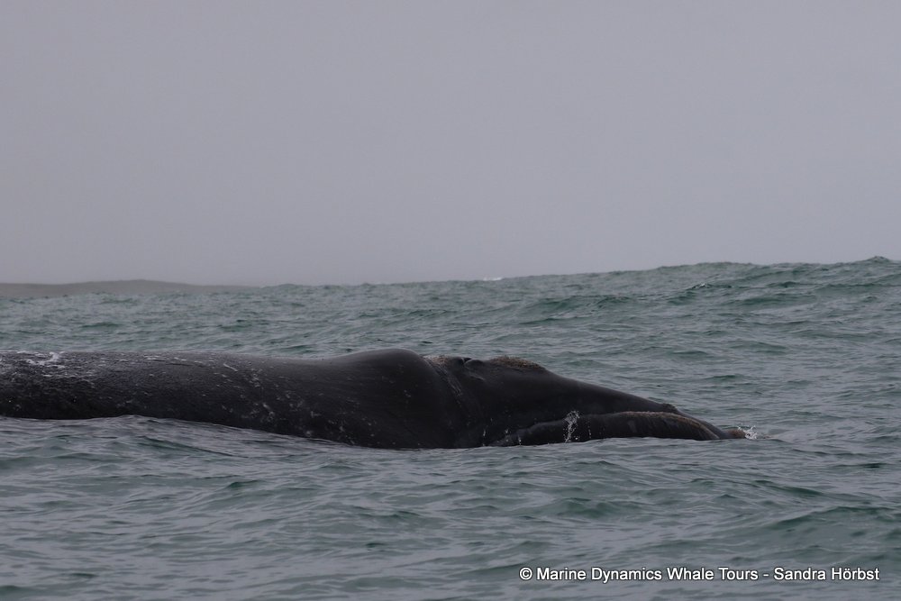Southern right whale, whale watching, gansbaai, south africa,