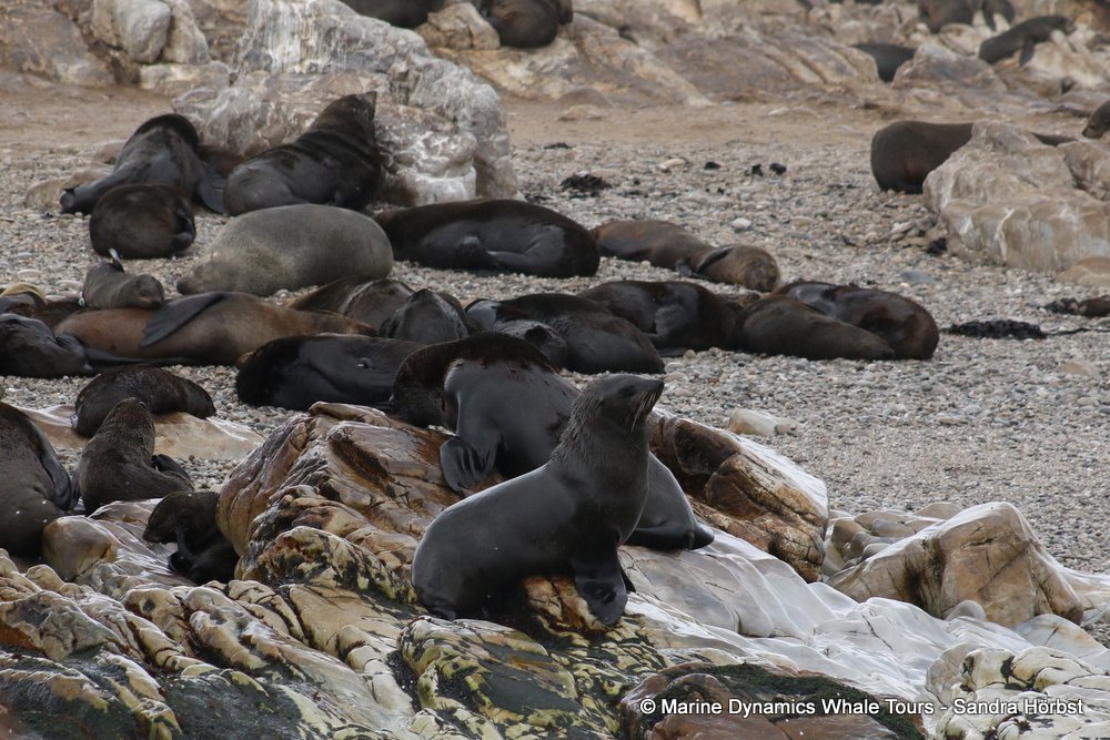 cape fur seal, whale watching, gansbaai, south africa