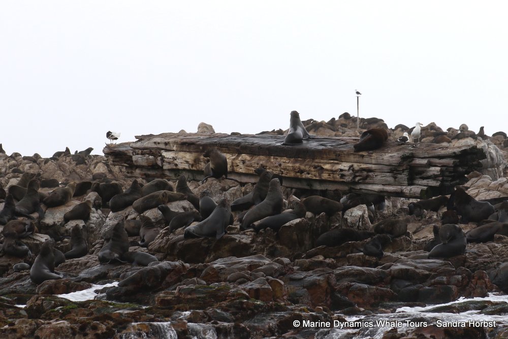cape fur seal, whale watching, gansbaai, south africa
