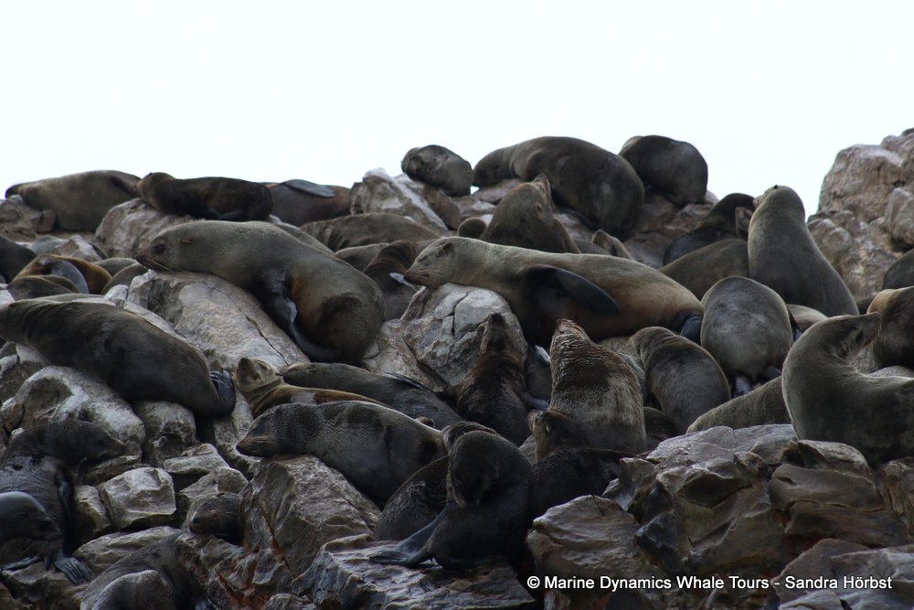 cape fur seal, whale watching, gansbaai, south africa