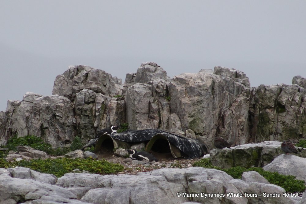 penguins, whale watching, gansbaai, south africa,