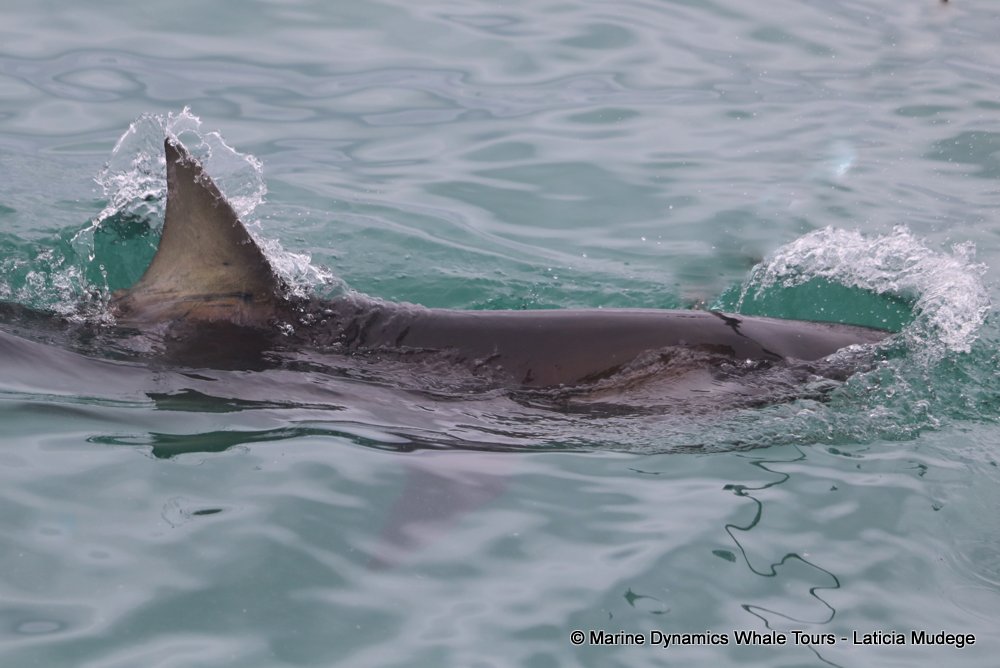 bronze whaler shark, whale watching, gansbaai, south africa,