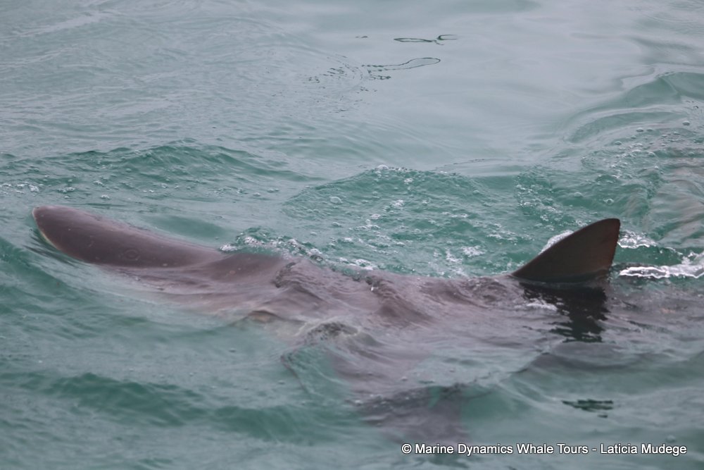 bronze whaler shark, whale watching, gansbaai, south africa,