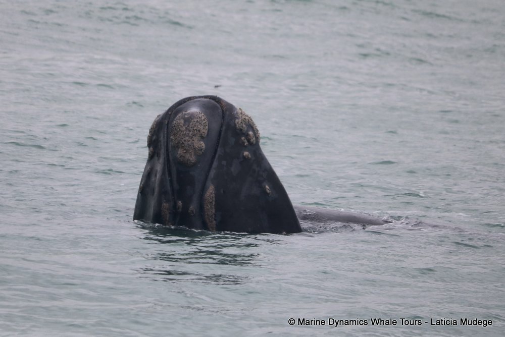 Southern right whale, whale watching, gansbaai, south africa,