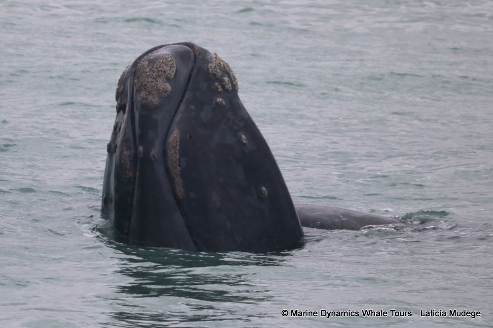 Southern right whale, whale watching, gansbaai, south africa,