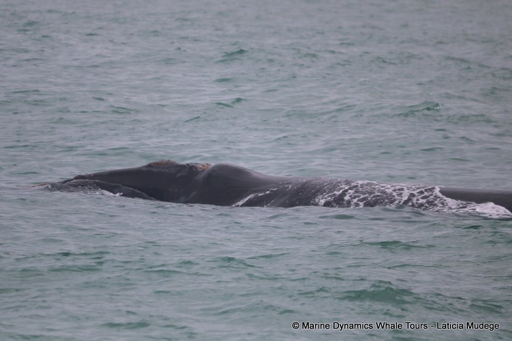 Southern right whale, whale watching, gansbaai, south africa,