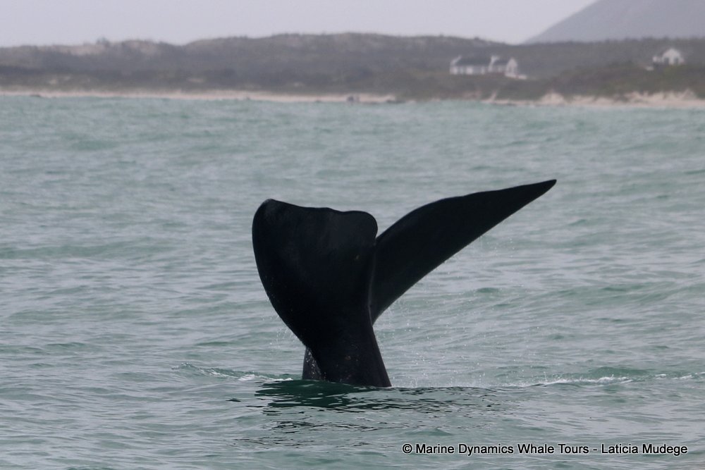 Southern right whale, whale watching, gansbaai, south africa,