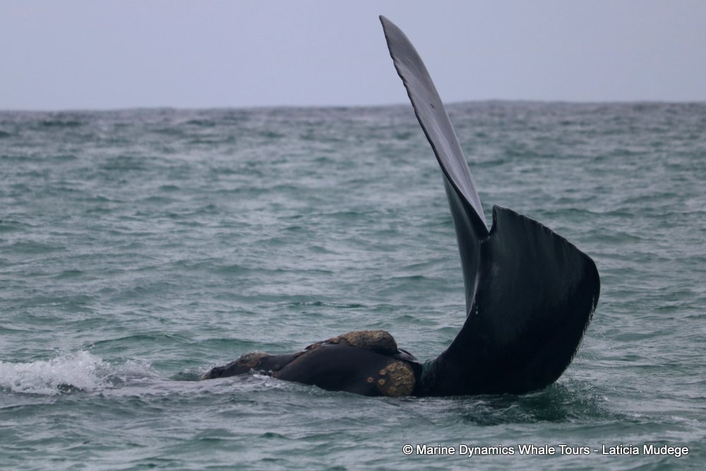 Southern right whale, whale watching, gansbaai, south africa,