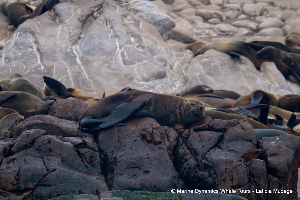 cape fur seal, whale watching, gansbaai, south africa