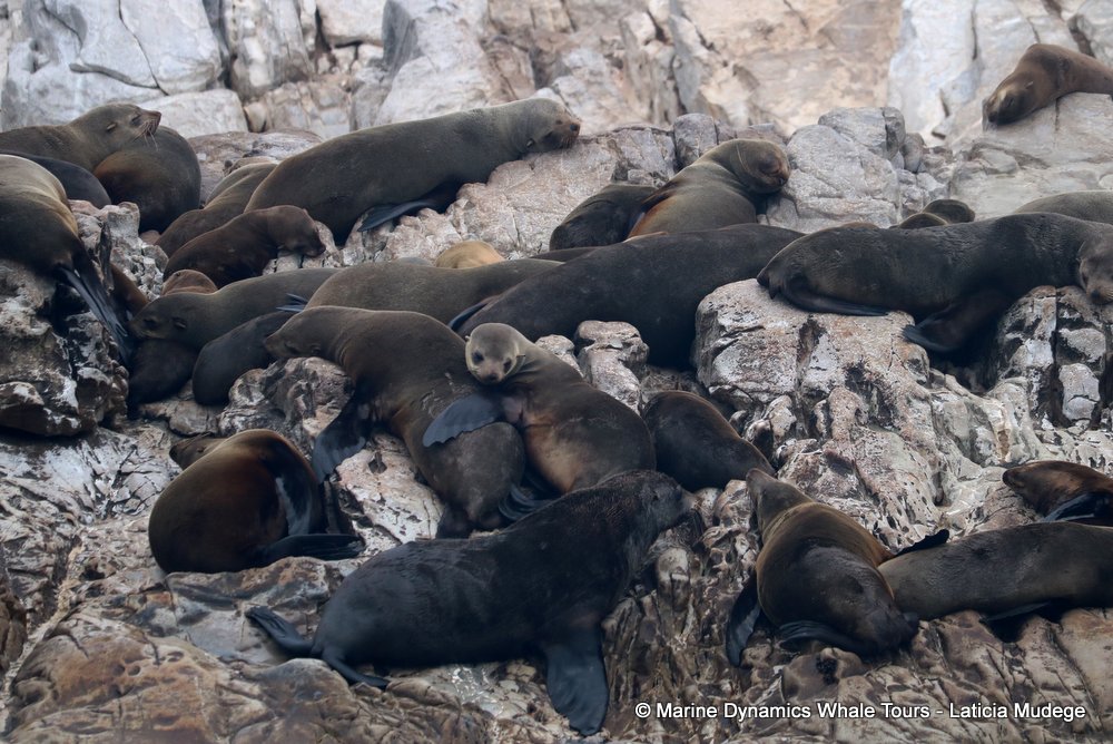 cape fur seal, whale watching, gansbaai, south africa