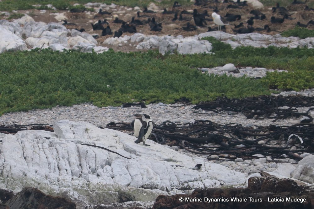 african penguin, whale watching, gansbaai, south africa