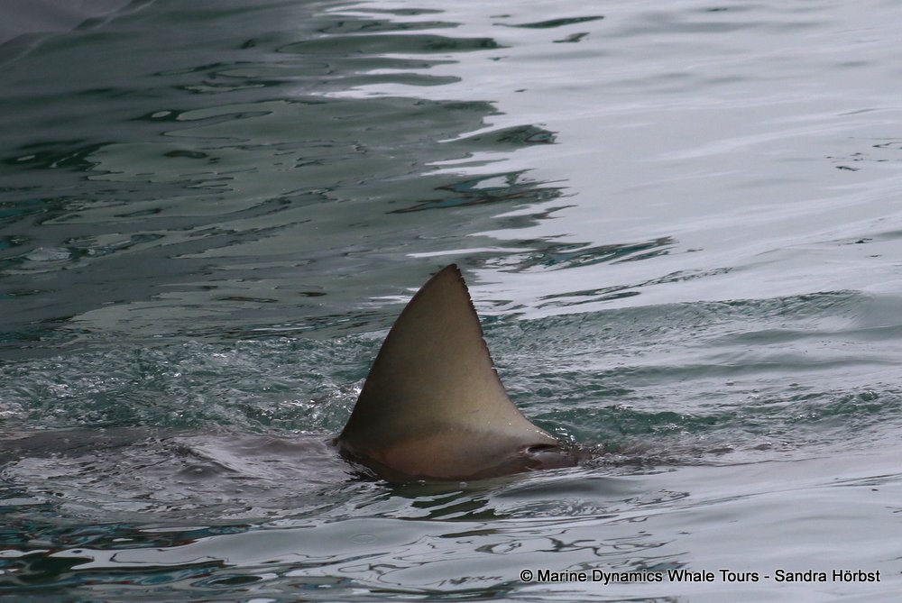 bronze whaler shark, whale watching, gansbaai, south africa,