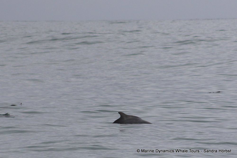 humpback dolphin, whale watching, gansbaai, south africa
