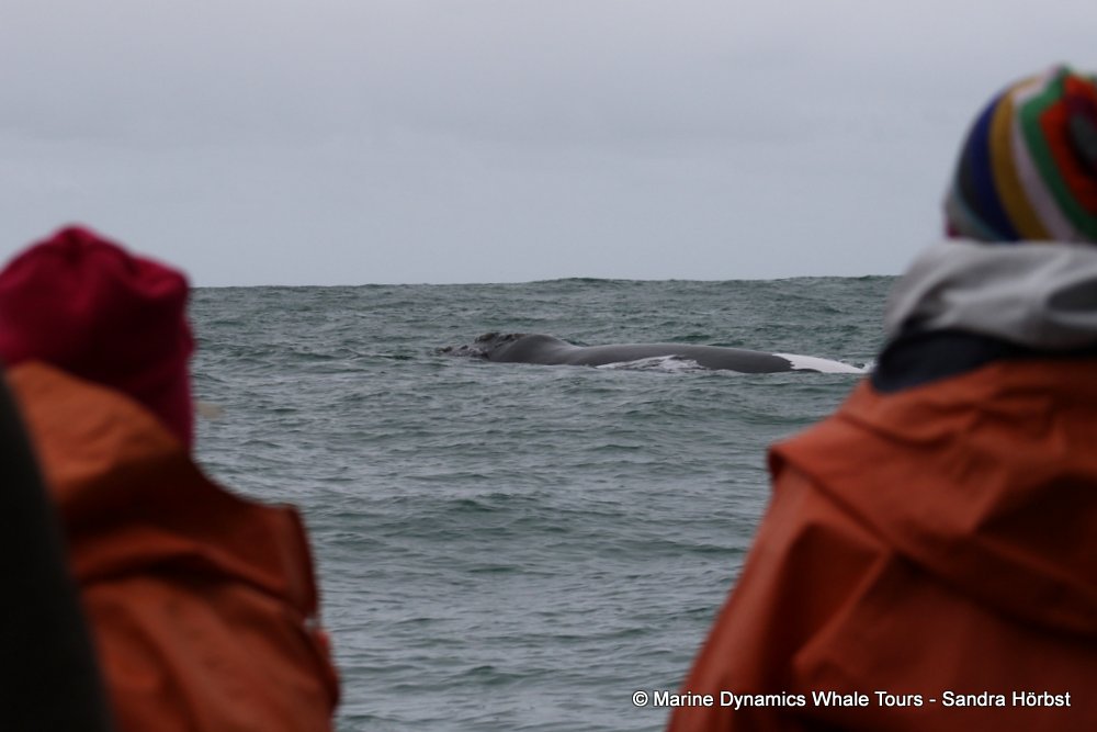 Southern right whale, whale watching, gansbaai, south africa,