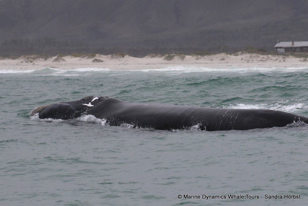 Southern right whale, whale watching, gansbaai, south africa,