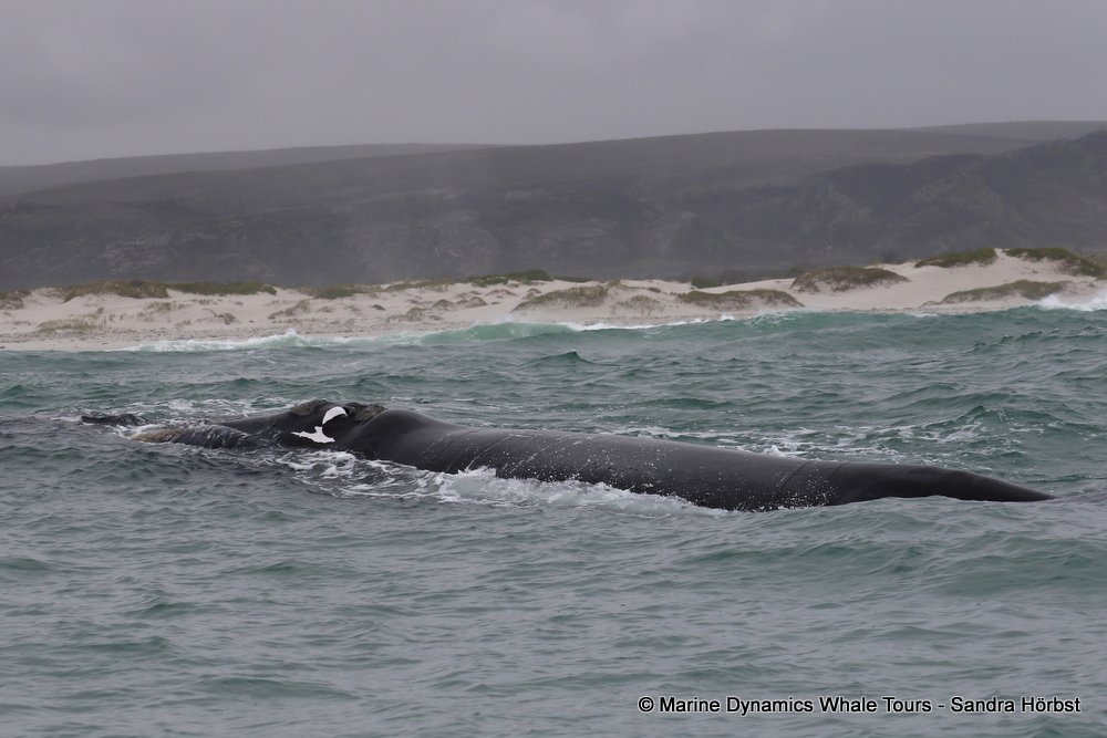 Southern right whale, whale watching, gansbaai, south africa,