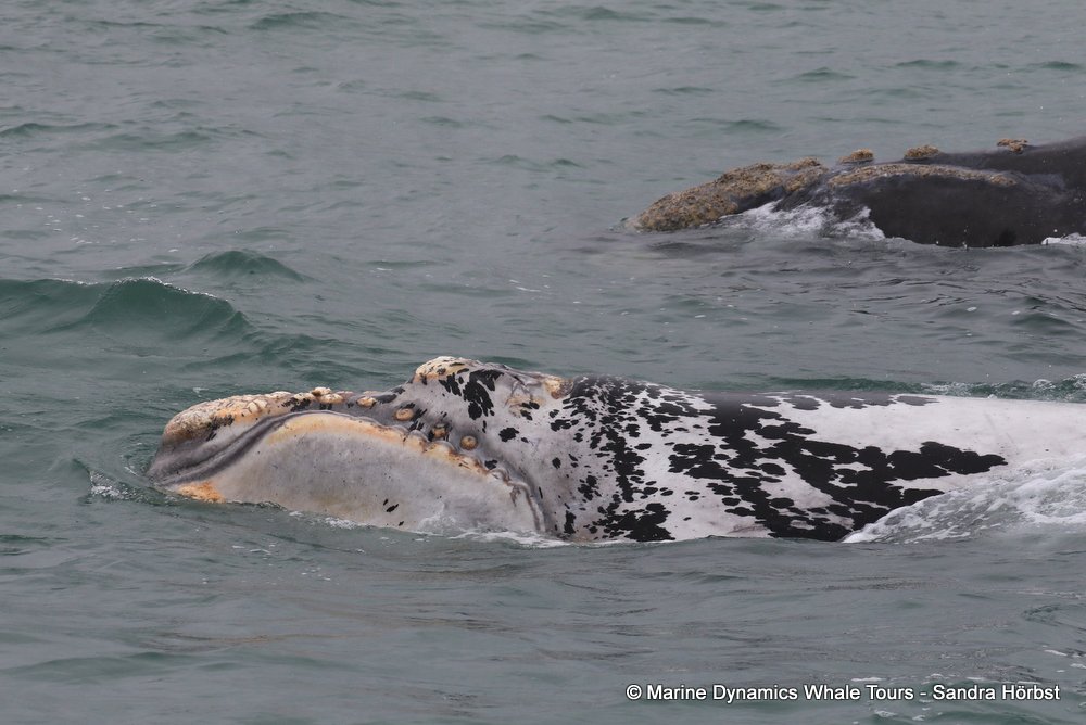 Southern right whale, whale watching, gansbaai, south africa,