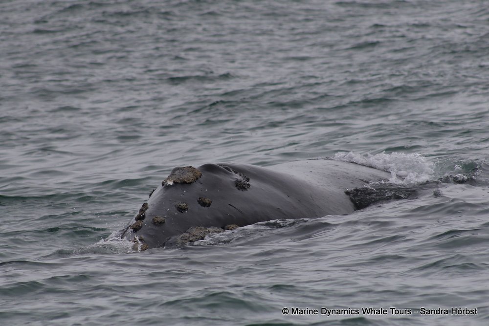 Southern right whale, whale watching, gansbaai, south africa,