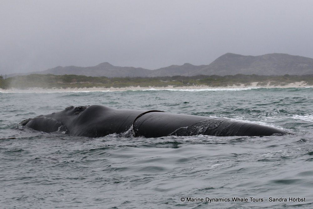 Southern right whale, whale watching, gansbaai, south africa,