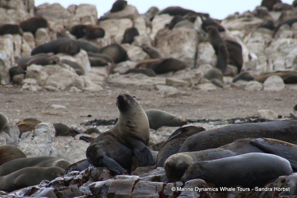 cape fur seal, whale watching, gansbaai, south africa
