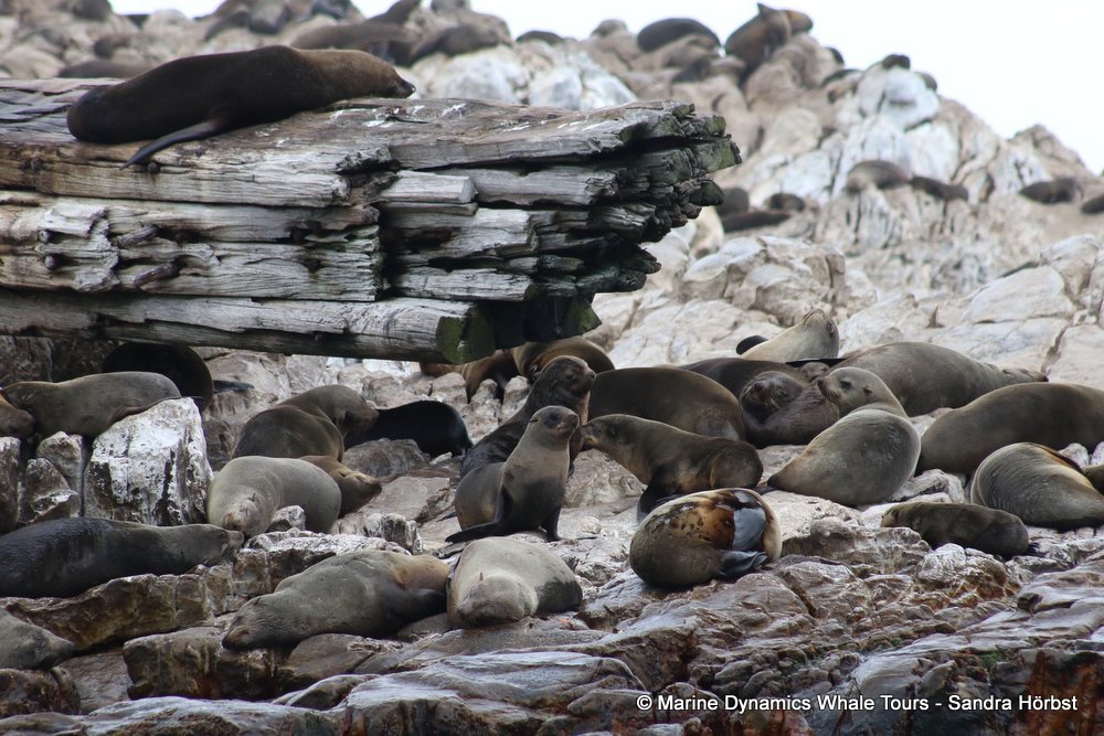 cape fur seal, whale watching, gansbaai, south africa