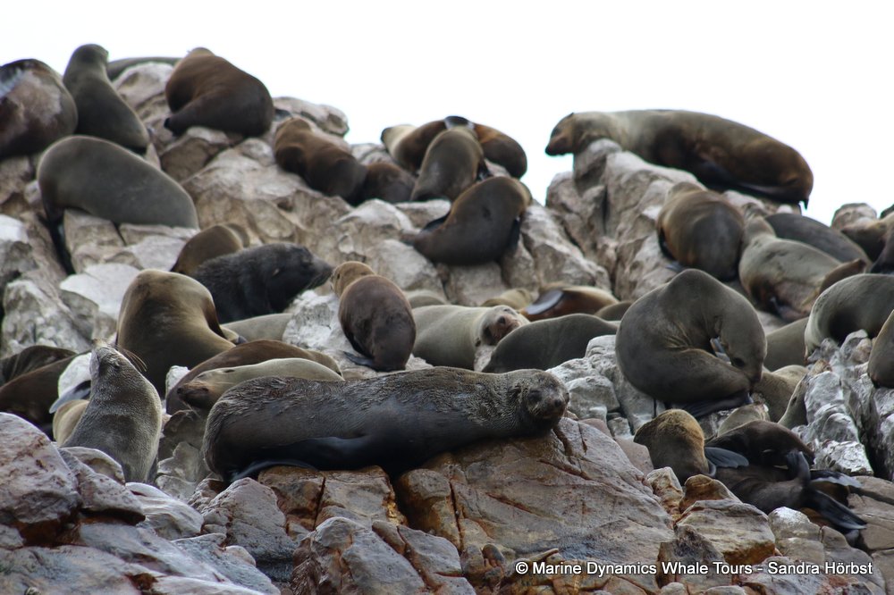 cape fur seal, whale watching, gansbaai, south africa