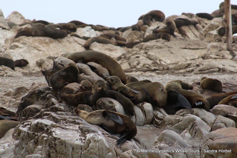 cape fur seal, whale watching, gansbaai, south africa
