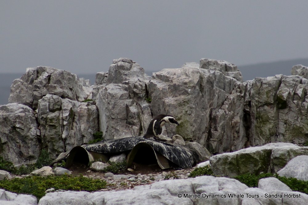penguins, whale watching, gansbaai, south africa,