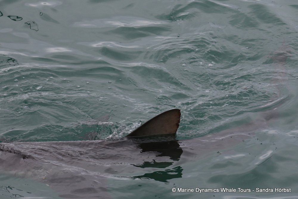 bronze whaler shark, whale watching, gansbaai, south africa,