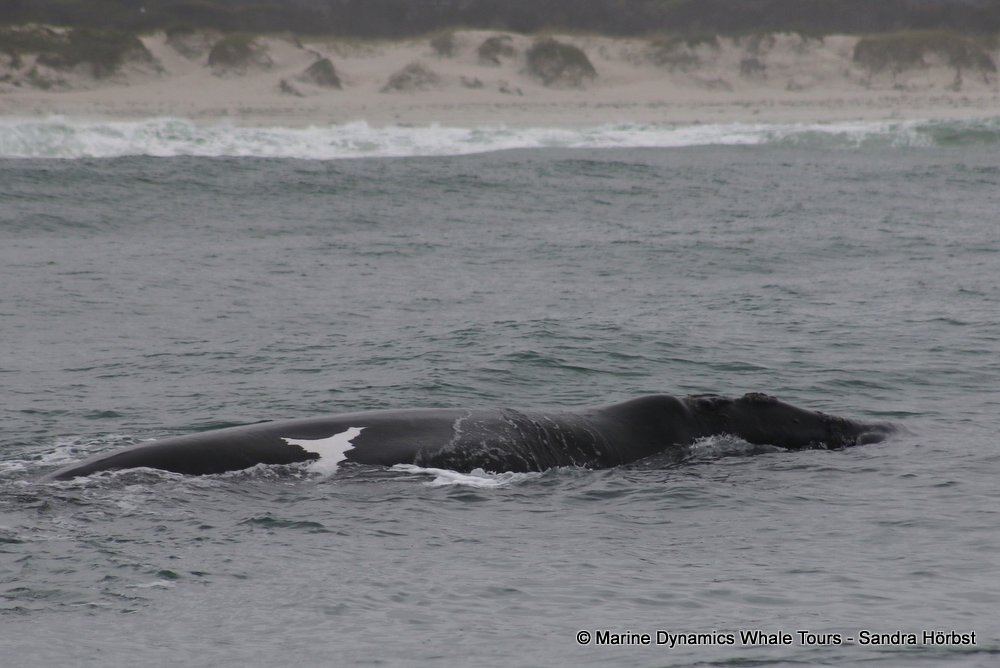 Southern right whale, whale watching, gansbaai, south africa,