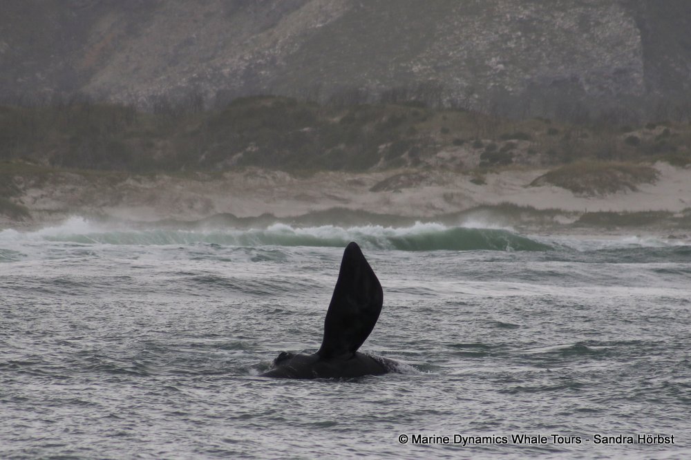 Southern right whale, whale watching, gansbaai, south africa,