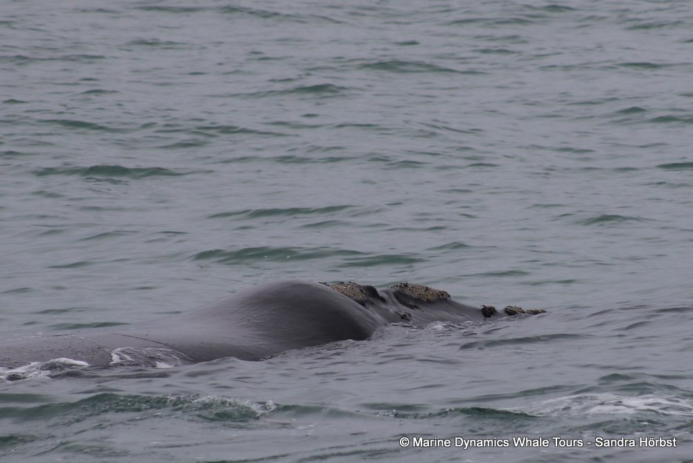 Southern right whale, whale watching, gansbaai, south africa,