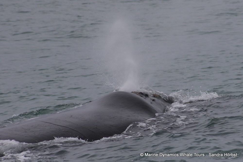 Southern right whale, whale watching, gansbaai, south africa,